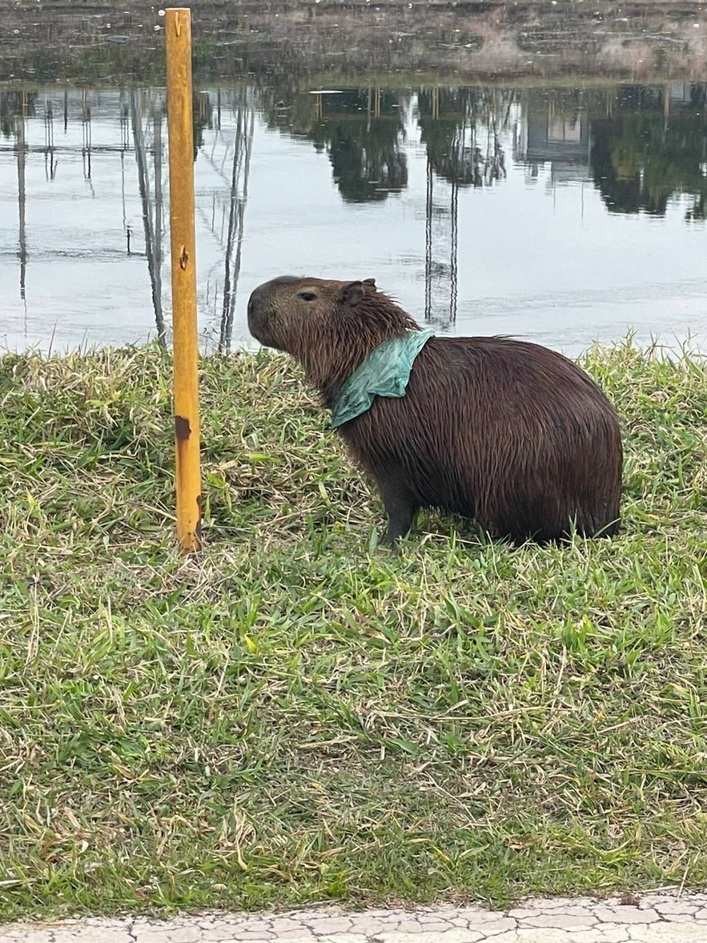 Capivaras em perigo: o impacto do lixo nos roedores em SP