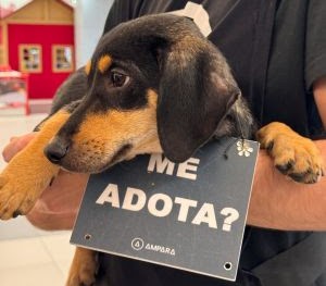 Feira de adoção de pets acontece neste sábado (15) no Butantã Shopping