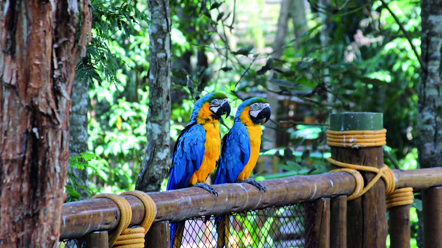 Animália Park oferece contato com a natureza e atrações para crianças