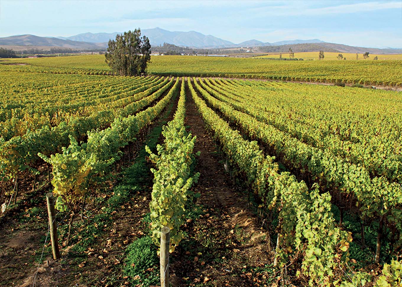 Leyda – wikimedia.jpg