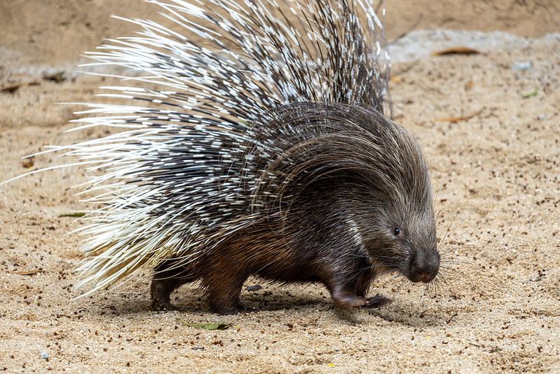 porcos-espinhos-de-crista-africanos