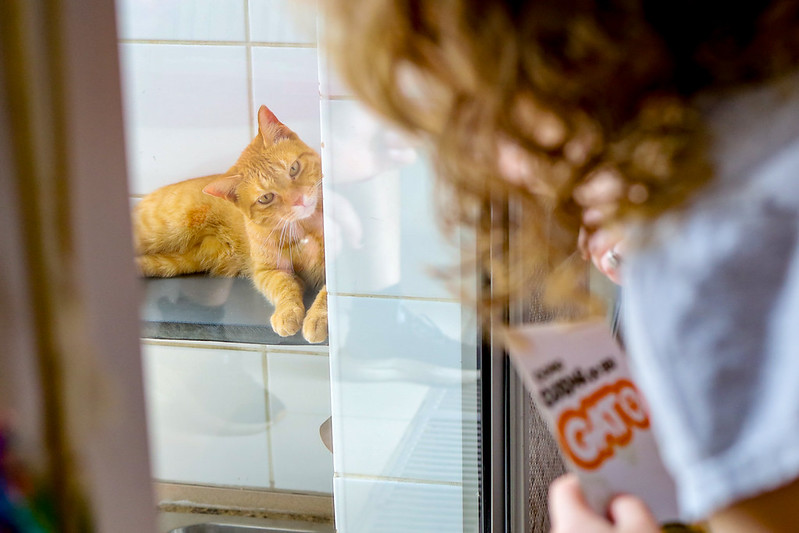 Adoção de gatos