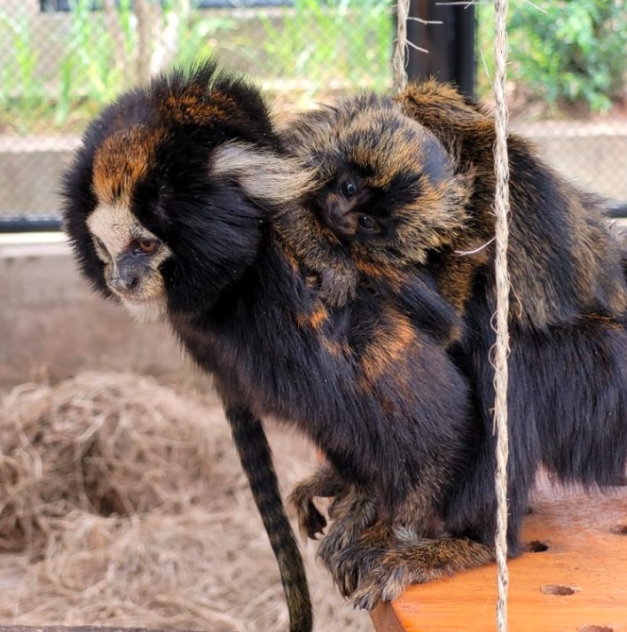 sagui-da-serra-escuro