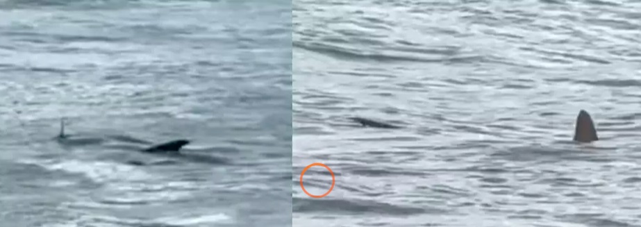 Vídeo-mostra-tubarão-na-praia-em-Guarujá