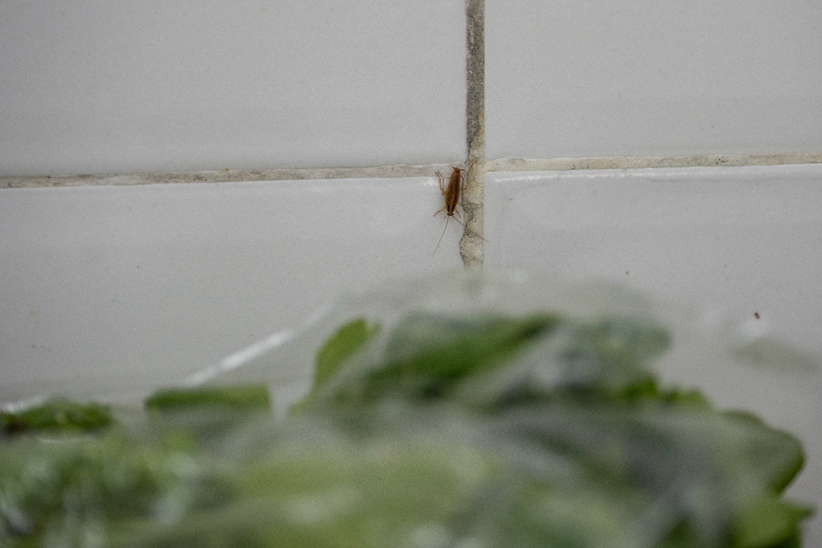pesadelo-na-cozinha