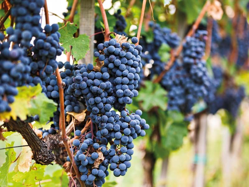 tws-cabernet-franc.png