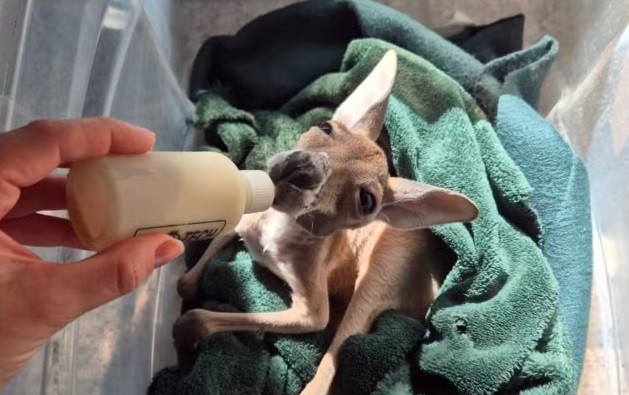 Um canguru bebê marrom claro, deitado em cobertores verdes, é alimentado com leite por uma mamadeira branca segurada por uma mão humana
