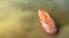 Capivara marrom-alaranjada flutuando na água esverdeada, com apenas a cabeça e parte do dorso visíveis, olhando para a direita