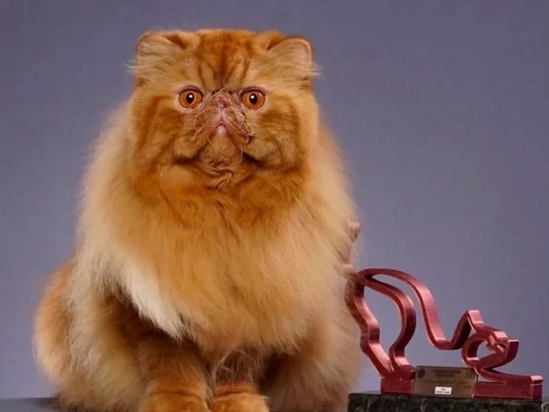 Mostra de gatos reúne raças exóticas e palestras