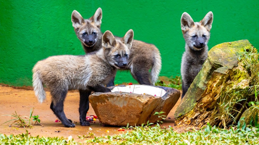 Zoológico de São Paulo ganha três filhotes de lobo-guará; saiba como votar nos nomes