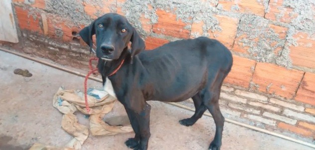 SP proíbe o acorrentamento de cães e gatos em toda a capital