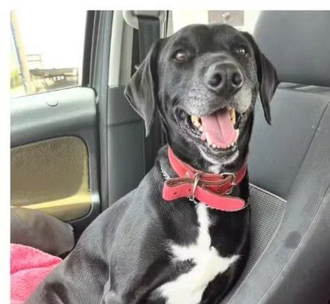 Família procura cachorro que se perdeu durante primeiro turno das Eleições
