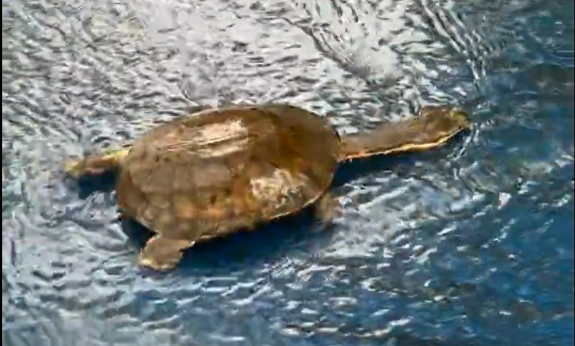 Lagos do Parque Ibirapuera transbordam e peixes vão parar nas pistas de corrida após tempestade em SP